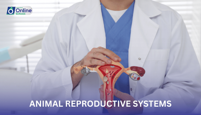 Lesson 17: Animal Reproductive Systems